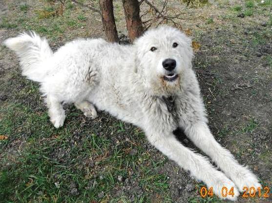 Kuvasz komondor best sale